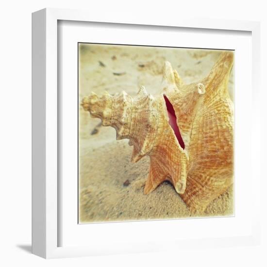 Conch-Lisa Hill Saghini-Framed Art Print