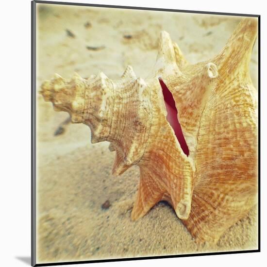 Conch-Lisa Hill Saghini-Mounted Art Print