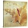 Conch-Lisa Hill Saghini-Stretched Canvas
