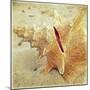 Conch-Lisa Hill Saghini-Mounted Art Print