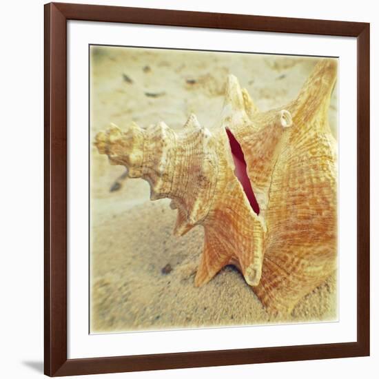 Conch-Lisa Hill Saghini-Framed Art Print