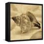 Conch-John Seba-Framed Stretched Canvas