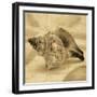 Conch-John Seba-Framed Photo