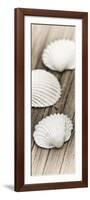 Conches on Wood-Uwe Merkel-Framed Photographic Print