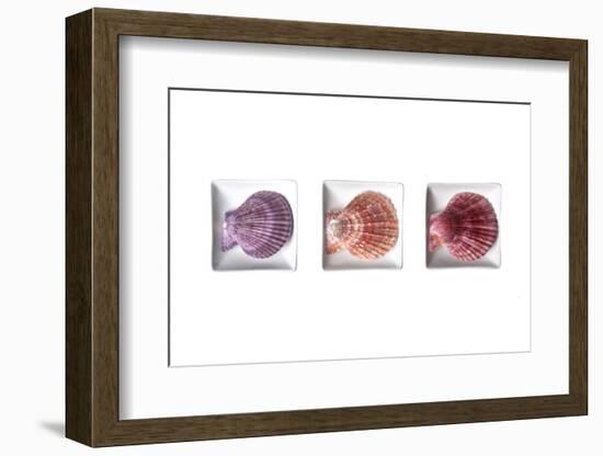 Conches-Uwe Merkel-Framed Photographic Print