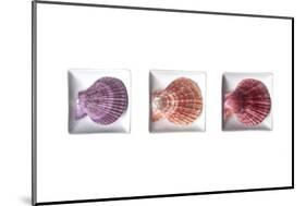 Conches-Uwe Merkel-Mounted Photographic Print