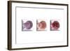 Conches-Uwe Merkel-Framed Photographic Print