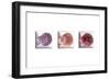 Conches-Uwe Merkel-Framed Photographic Print