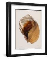 Concholigia Iconica, 1843-1878-null-Framed Giclee Print