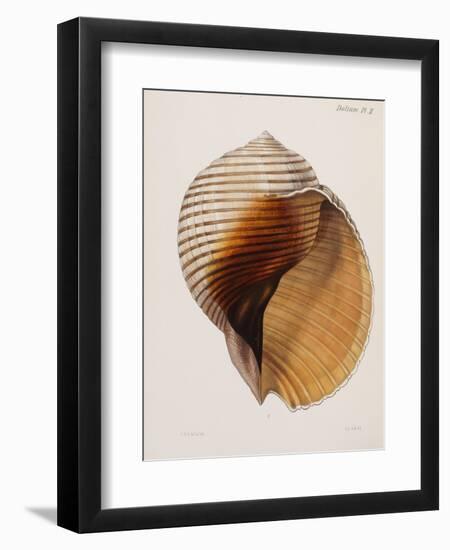 Concholigia Iconica, 1843-1878-null-Framed Giclee Print