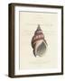 Conchology Buccinum-Porter Design-Framed Premium Giclee Print