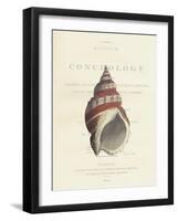 Conchology Buccinum-Porter Design-Framed Premium Giclee Print