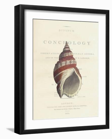 Conchology Buccinum-Porter Design-Framed Premium Giclee Print