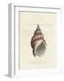 Conchology Buccinum-Porter Design-Framed Premium Giclee Print