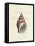 Conchology Buccinum-Porter Design-Framed Stretched Canvas