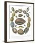 Conchology Collection III-Albertus Seba-Framed Art Print