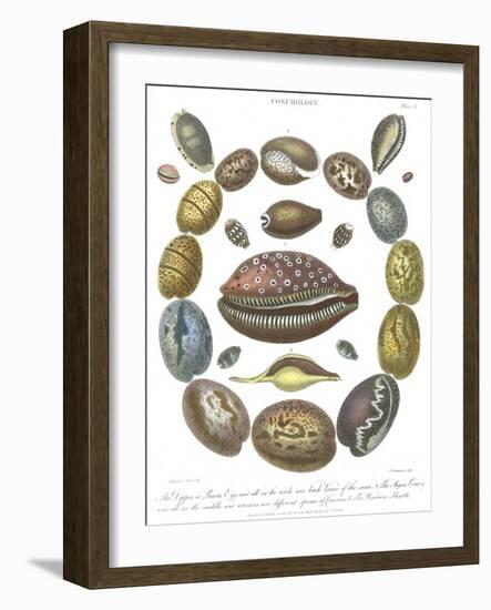 Conchology Collection III-Albertus Seba-Framed Art Print