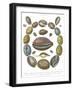 Conchology Collection III-Albertus Seba-Framed Art Print