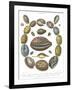 Conchology Collection III-Albertus Seba-Framed Art Print