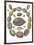 Conchology Collection III-Albertus Seba-Framed Art Print