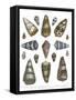 Conchology Collection IV-Albertus Seba-Framed Stretched Canvas