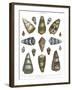 Conchology Collection IV-Albertus Seba-Framed Art Print