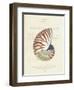 Conchology Nautilus-Porter Design-Framed Giclee Print