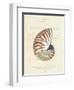 Conchology Nautilus-Porter Design-Framed Giclee Print