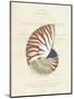 Conchology Nautilus-Porter Design-Mounted Giclee Print