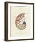 Conchology Nautilus-Porter Design-Framed Premium Giclee Print