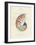 Conchology Nautilus-Porter Design-Framed Premium Giclee Print