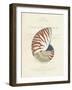 Conchology Nautilus-Porter Design-Framed Giclee Print
