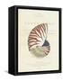 Conchology Nautilus-Porter Design-Framed Stretched Canvas