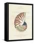 Conchology Nautilus-Porter Design-Framed Stretched Canvas