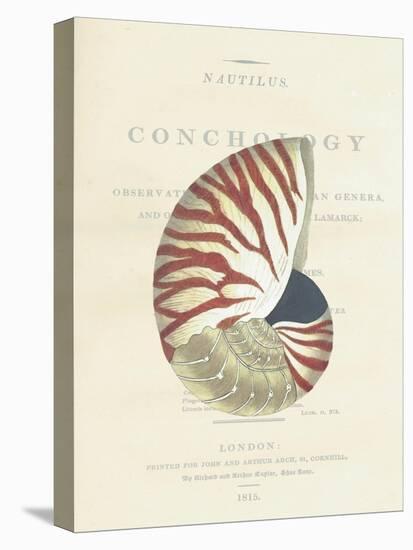Conchology Nautilus-Porter Design-Stretched Canvas