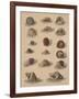 Conchology Plate V, 1855-null-Framed Giclee Print