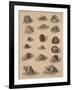 Conchology Plate V, 1855-null-Framed Giclee Print