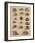 Conchology Plate V, 1855-null-Framed Giclee Print