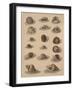 Conchology Plate V, 1855-null-Framed Giclee Print