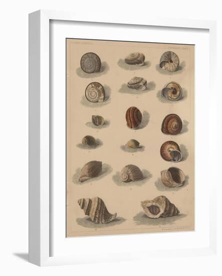 Conchology Plate V, 1855-null-Framed Giclee Print