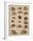 Conchology Plate V, 1855-null-Framed Giclee Print