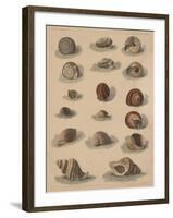 Conchology Plate V, 1855-null-Framed Giclee Print