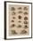 Conchology Plate V, 1855-null-Framed Giclee Print