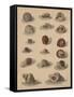 Conchology Plate V, 1855-null-Framed Stretched Canvas