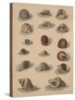Conchology Plate V, 1855-null-Stretched Canvas