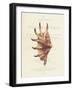 Conchology Strombus Lambis-Porter Design-Framed Giclee Print