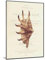 Conchology Strombus Lambis-Porter Design-Mounted Giclee Print