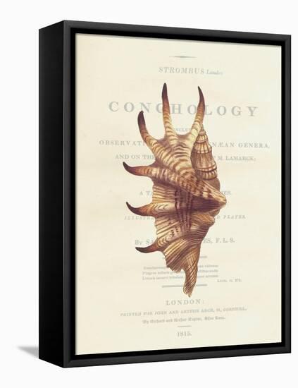 Conchology Strombus Lambis-Porter Design-Framed Stretched Canvas