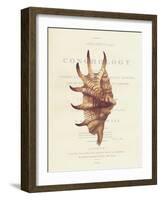 Conchology Strombus Lambis-Porter Design-Framed Premium Giclee Print