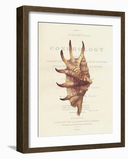 Conchology Strombus Lambis-Porter Design-Framed Premium Giclee Print
